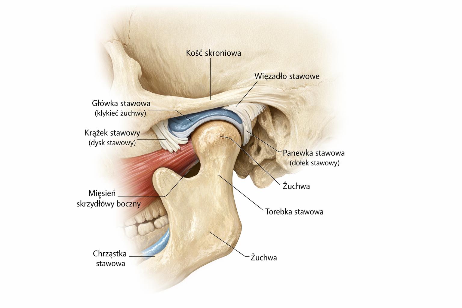 zdjęcie_anatomia_stawu_skroniowo-żuchwowego_opis